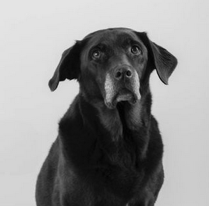 Paula, dunkler Teamhund von Mühleis.